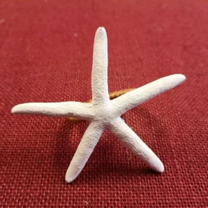 Servilletero estrella de mar albina natural en blanco sobre bambú estrecho